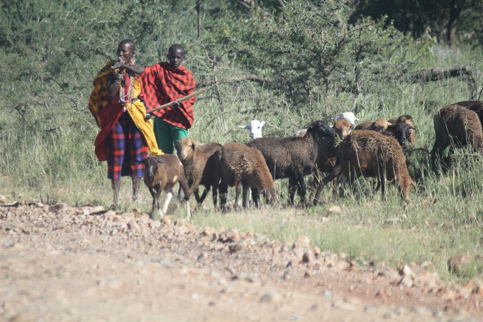 Masai Woman